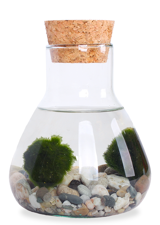 Aegagropila linnaei (Marimo Mooskugel Aquarium) (S)