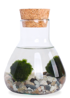 Aegagropila linnaei (Marimo Mooskugel Aquarium) (S)