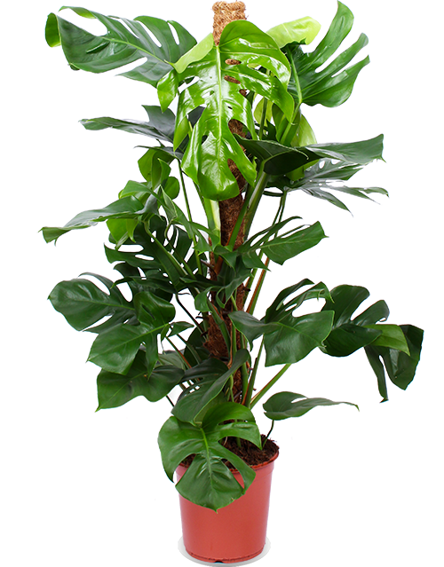 Monstera pertusum (Fensterblatt) (L)