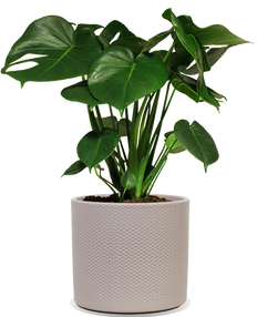 Monstera deliciosa (Fensterblatt) (M)