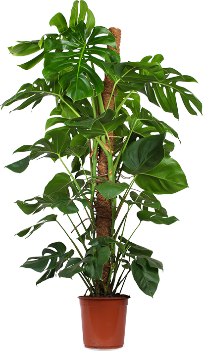 Monstera pertusum (Fensterblatt) (XL)