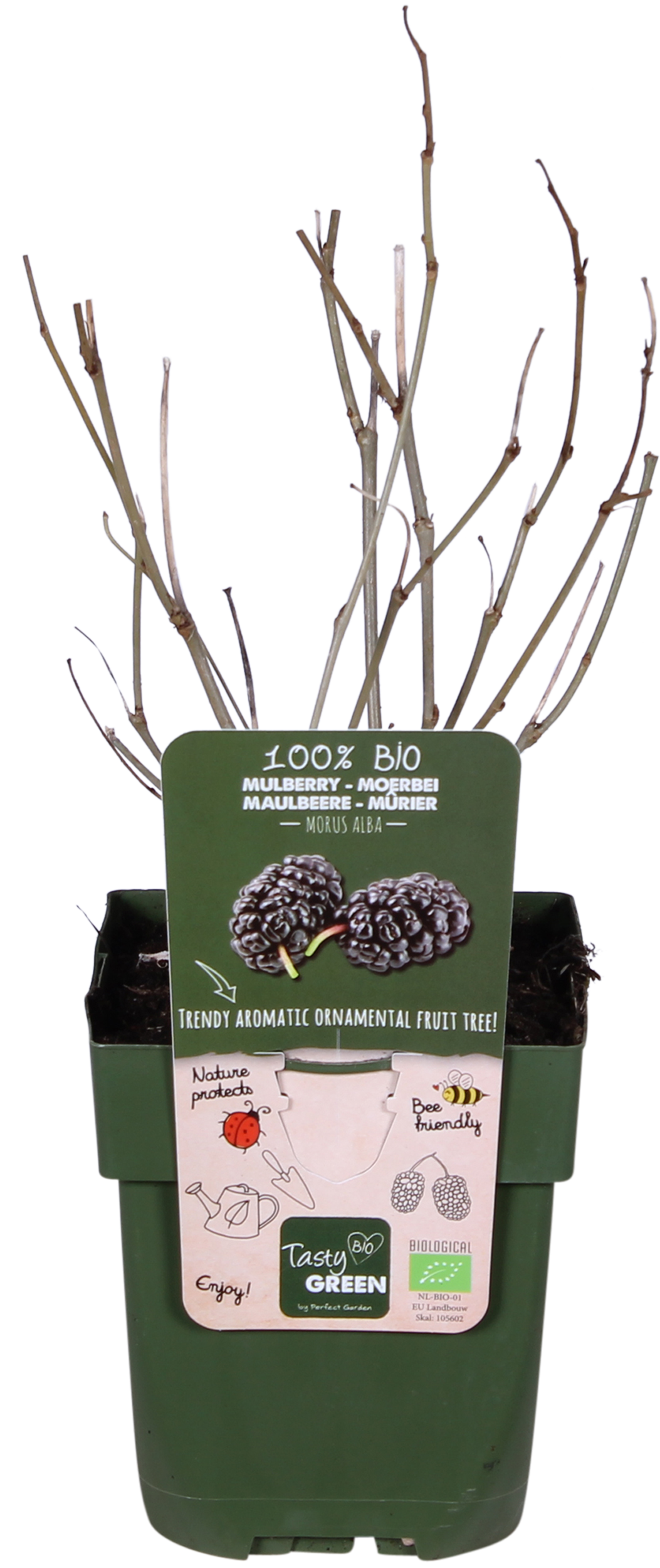 Maulbeere (Morus nigra mulle)