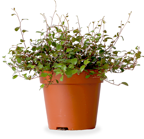 Muehlenbeckia Maori (S)