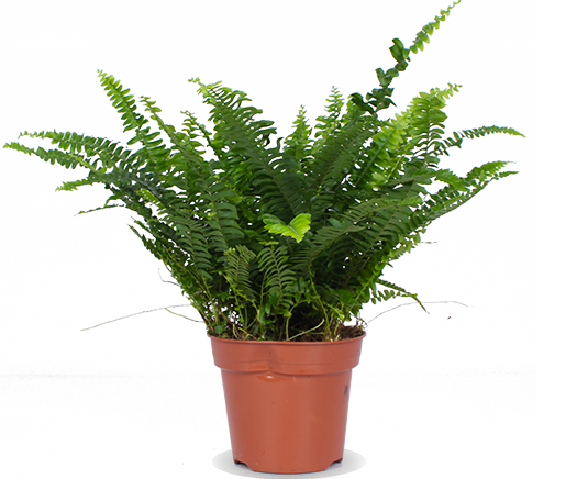 Nephrolepis (Schwertfarn) (S)