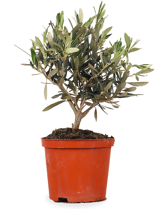 Olea (Olivenbaum) (S)