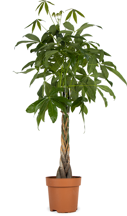 Pachira aquatica (Glückskastanie) (XL)