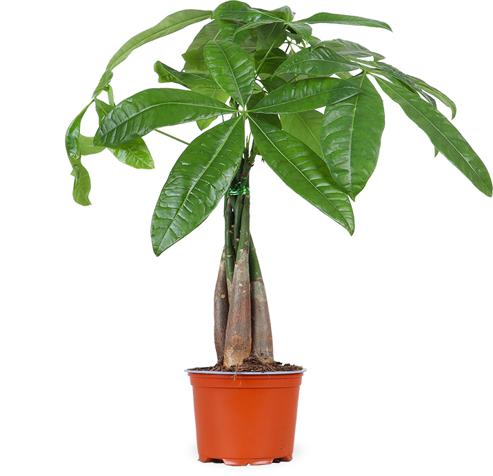 Pachira aquatica (Glückskastanie) (S)