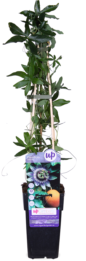 Passiflora caerulea (Passionsblume) (M)