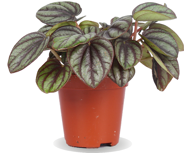 Peperomia piccolo (Zwergpfeffer) (XS)