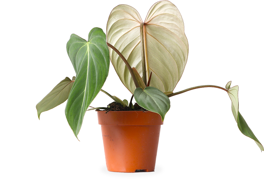 Philodendron Gloriosum
