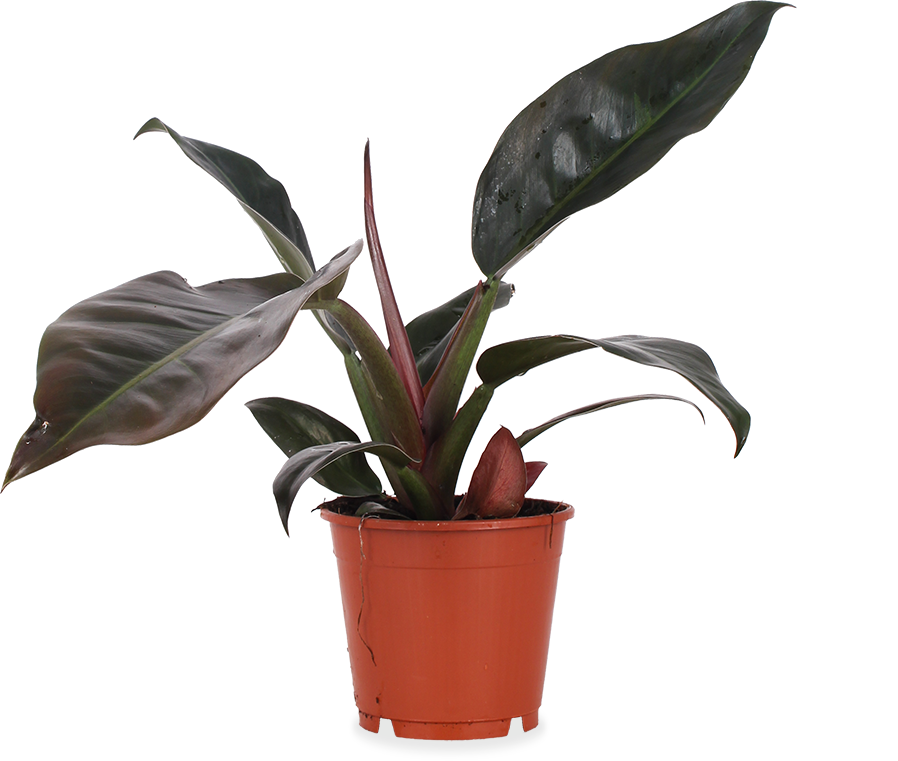 Philodendron imperial red (Baumfreund) (M)