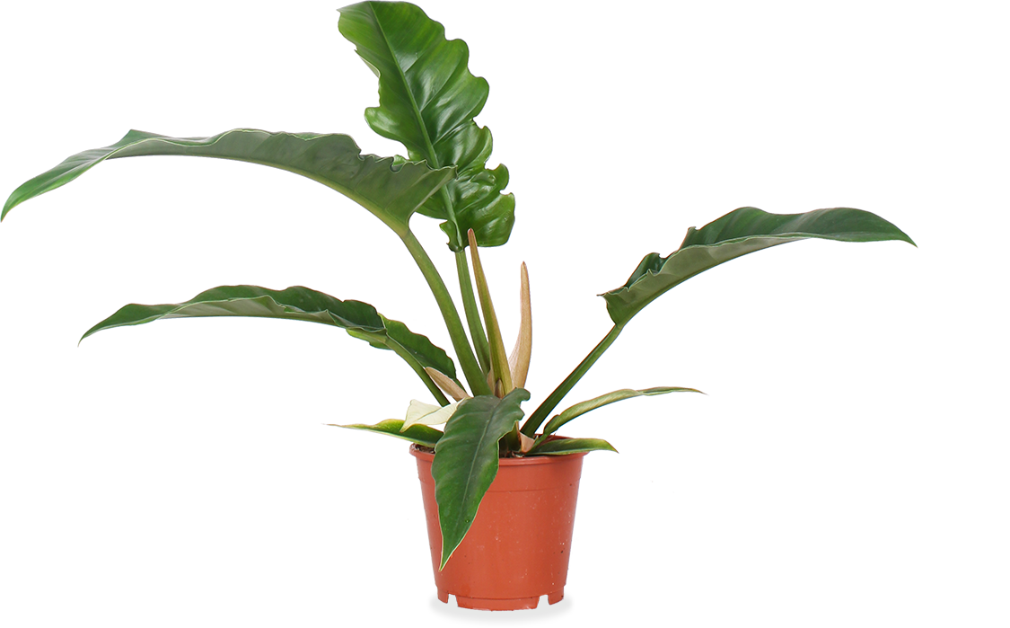 Philodendron narrow (Baumfreund) (S)