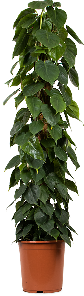 Philodendron scandens (Kletter-Philodendron) (XL)
