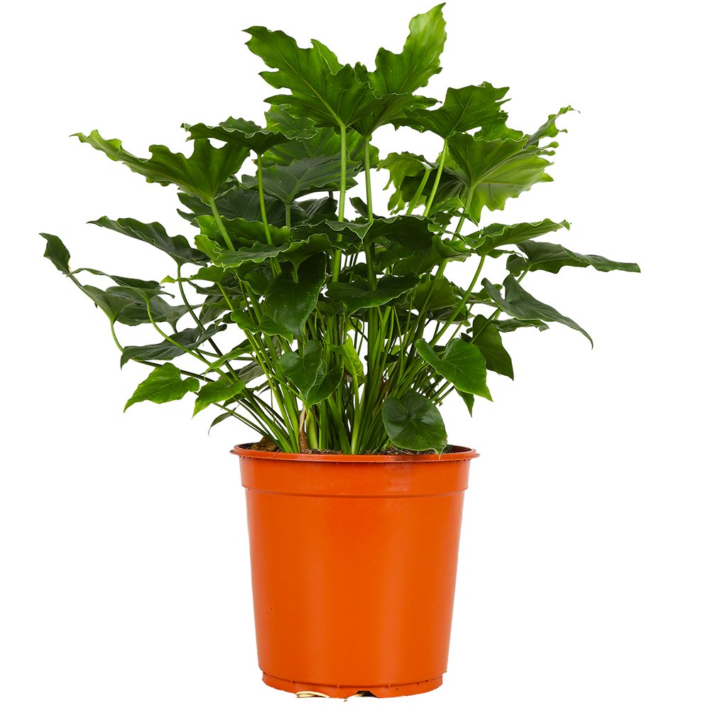 Philodendron shangri-la (Baumfreund)