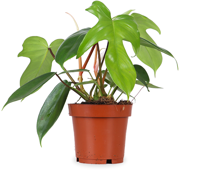 Philodendron Florida Green (Baumfreund) (S)