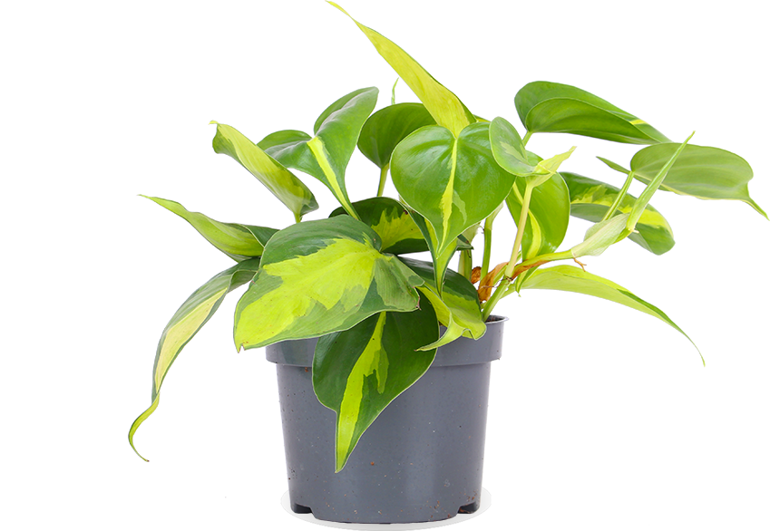 Philodendron scandens "brasil" (Kletter-Philodendron) (S)