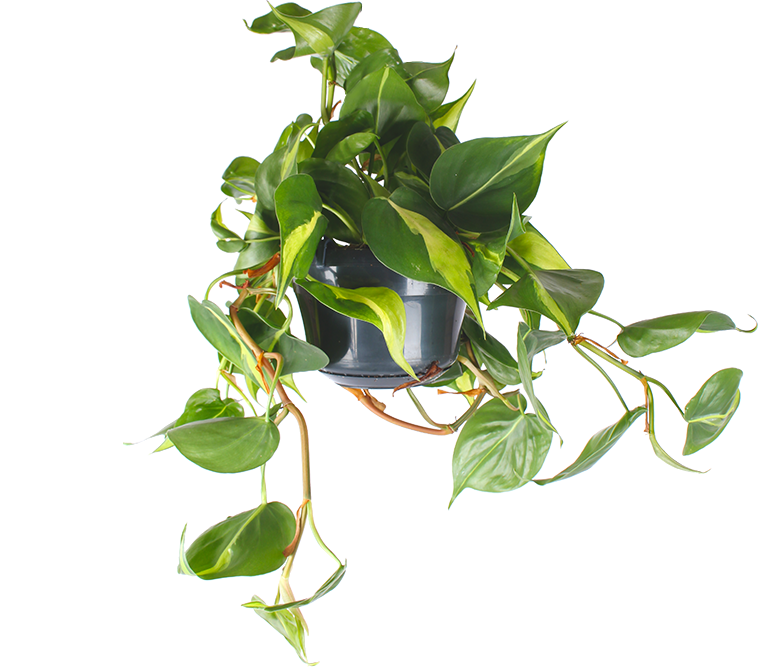 Philodendron scandens "brasil" (Kletter-Philodendron) (S)