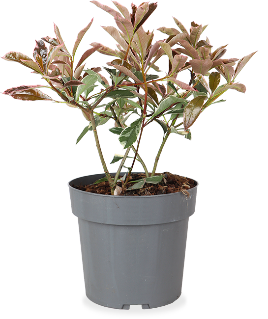 Photinia fraseri "pink marble" (Glanzmispel) (M)