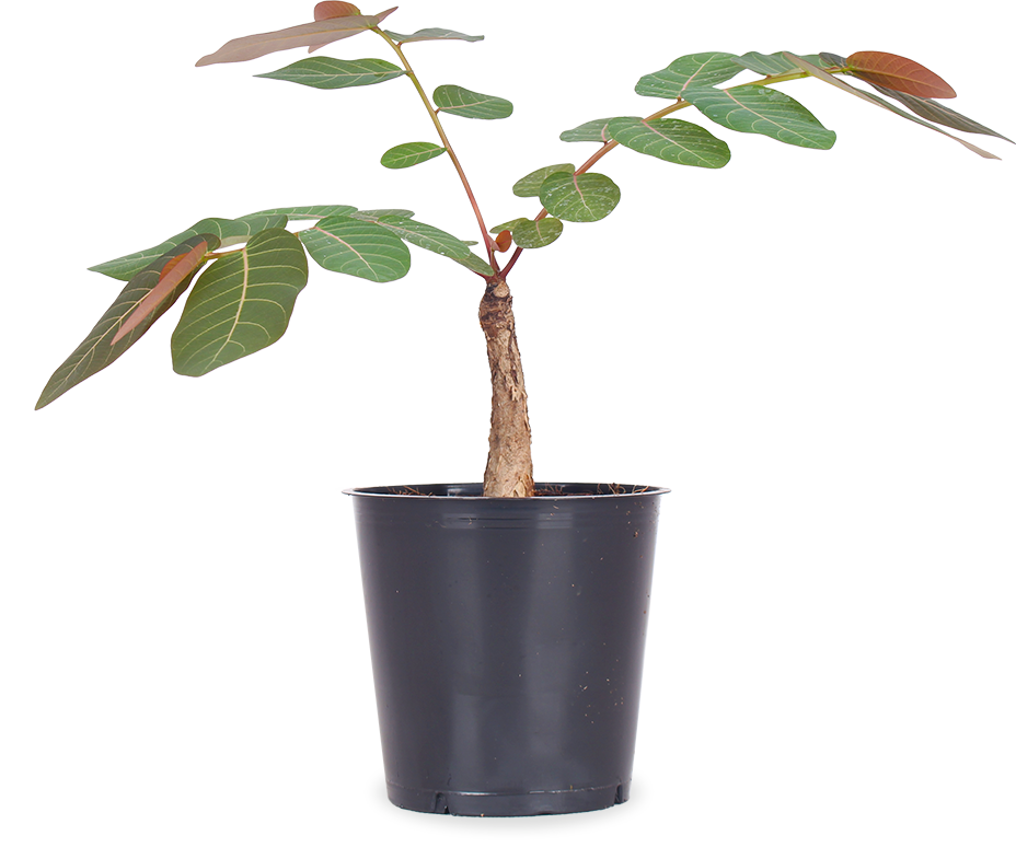 Phyllanthus mirabilis