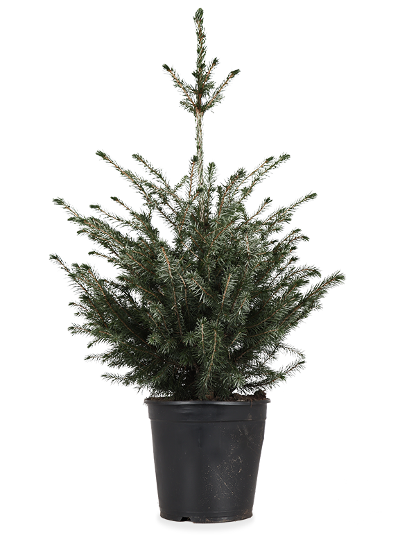 Picea omorokia (Weihnachtsbaum)