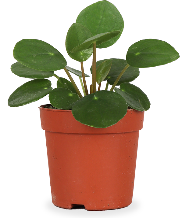 Pilea peperomioides (Glückstaler) (XS)