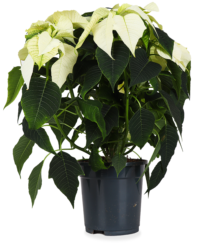 Euphorbia pulcherrima alaska (weiß) (Weihnachtsstern)