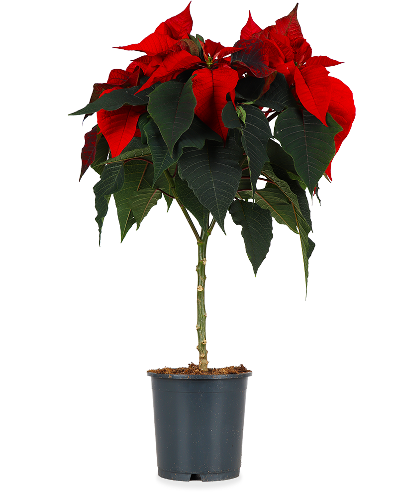 Euphorbia pulcherrima christmas feelings (auf Stamm) (rot) (Weihnachtsstern)