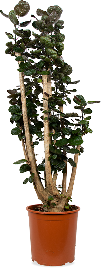 Polyscias fabian (Fiederaralie) (XL)