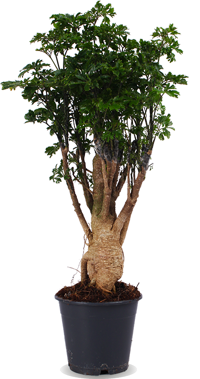 Polyscias parsley bonsai (Fiederaralie) (M)