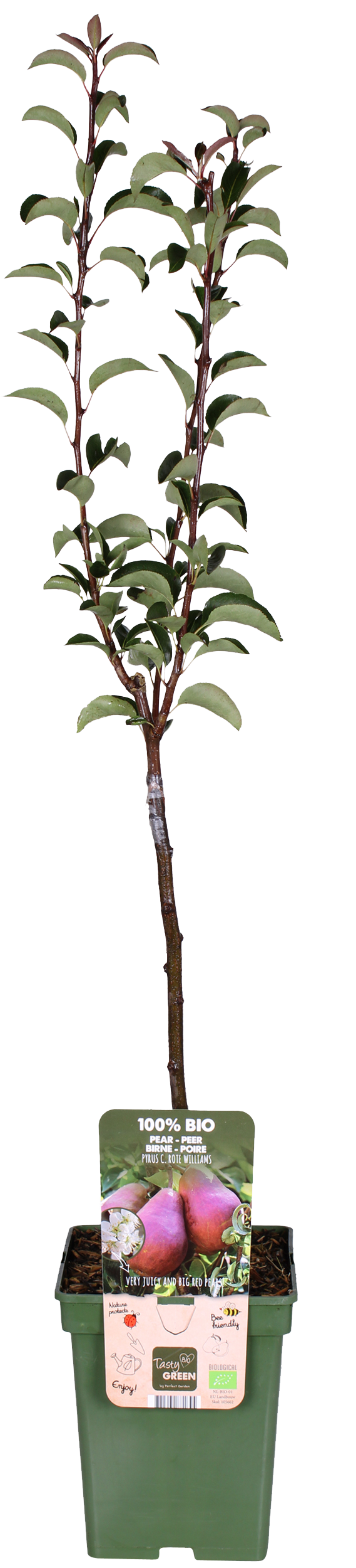 Birnbaum (Pyrus communis rote williams)