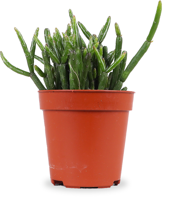 Rhipsalis cashero (Korallenkaktus) (XS)