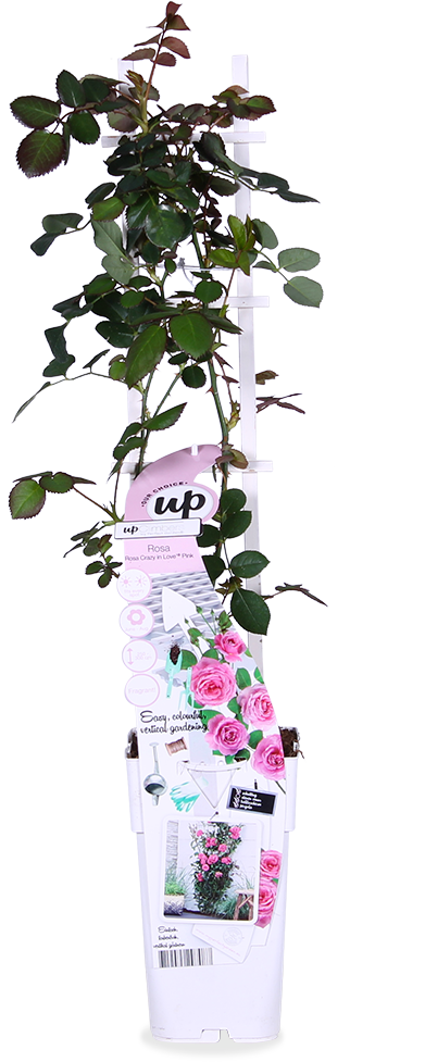 Rosa "crazy in love" (Kletterrose) (M)