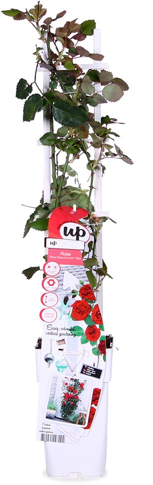 Rosa "crazy in love" (Kletterrose) (M)