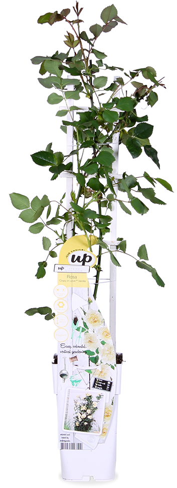 Rosa Crazy in love Vanille (Kletterrose) (M)