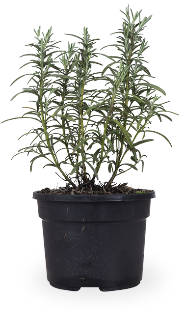 Rosmarin (Rosmarinus officinalis)