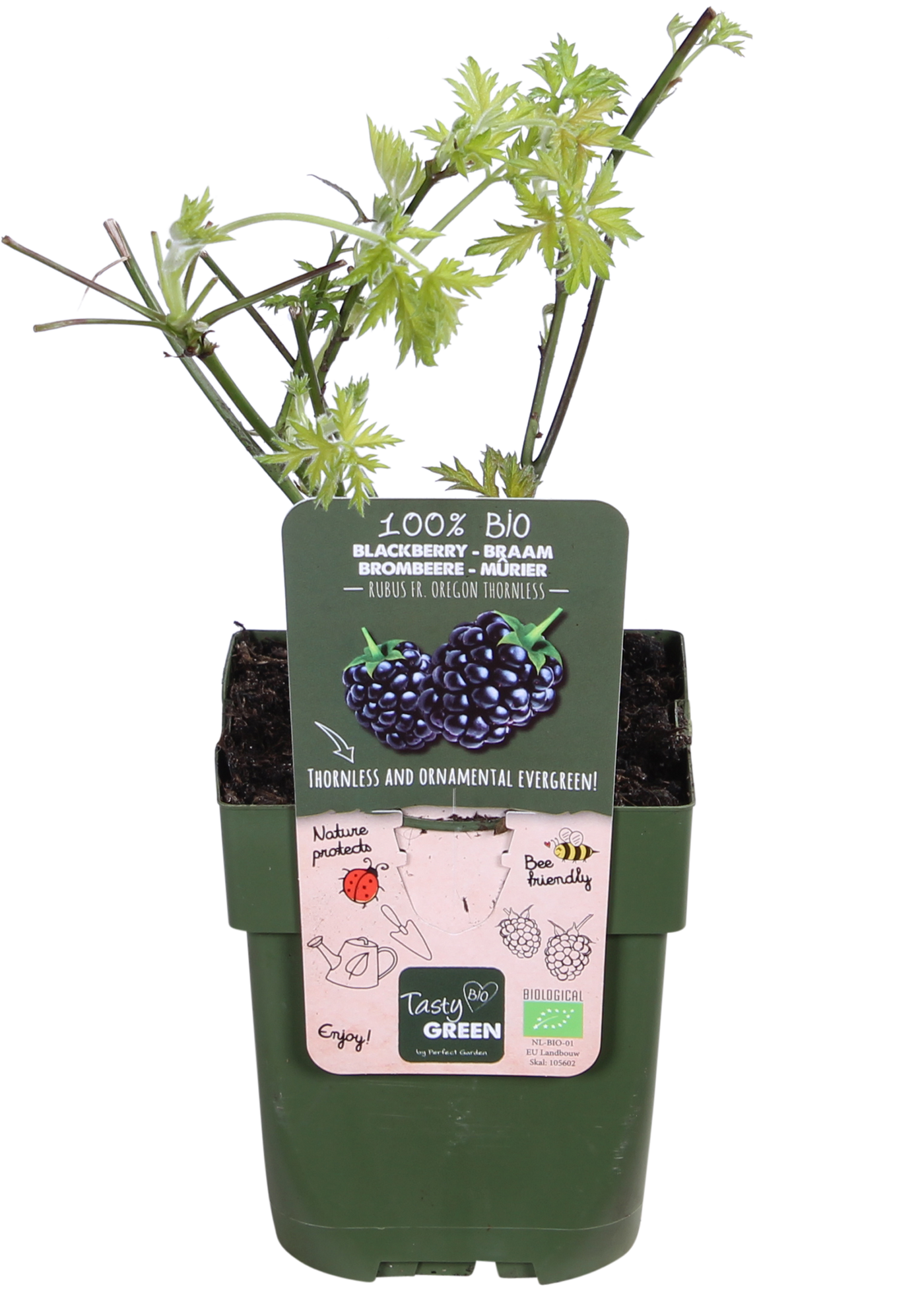 Brombeere ohne Dornen (Rubus fruticosus)