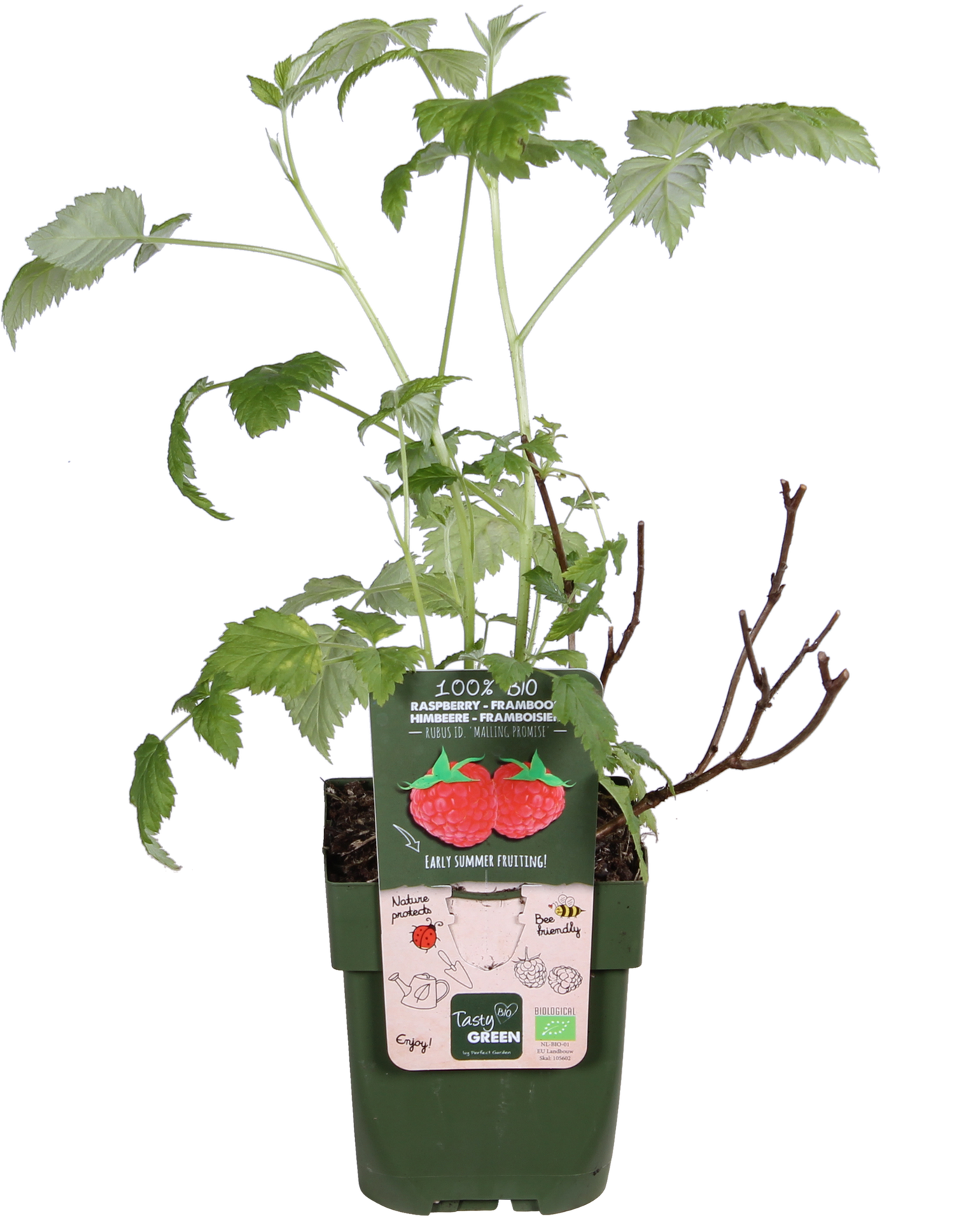 Himbeere (Rubus ideaus) (S)