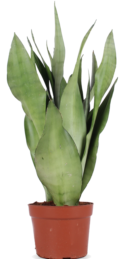Sansevieria moonshine (Bogenhanf) (S)