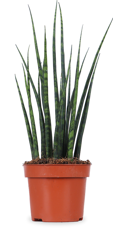 Sansevieria fernwood mikado (Bogenhanf) (S)