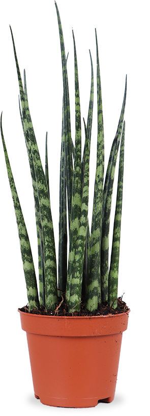 Sansevieria fernwood mikado (Bogenhanf) (XS)