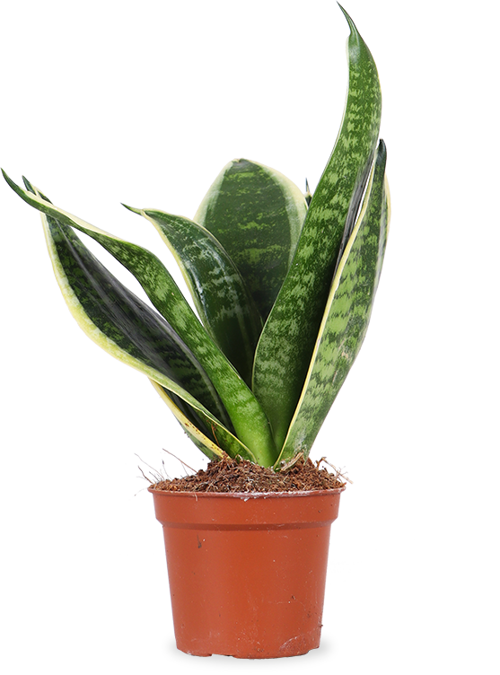 Sansevieria laurentii (Bogenhanf) (XS)