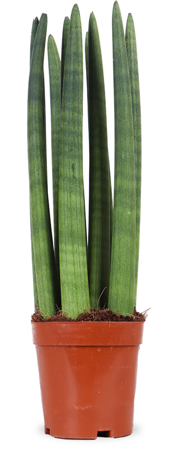 Sansevieria straight (Bogenhanf) (S)