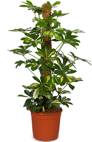 Schefflera gold capella (Strahlenaralie)