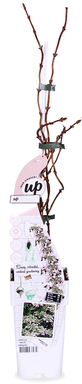 Schizophragma hydrangeoides "rose sensation" (Spalthortensie) (M)