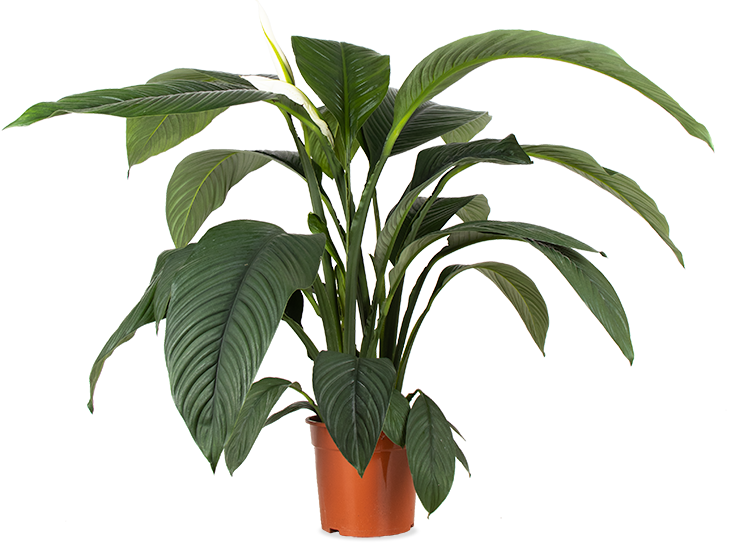 Spathiphyllum sensation (Einblatt) (L)