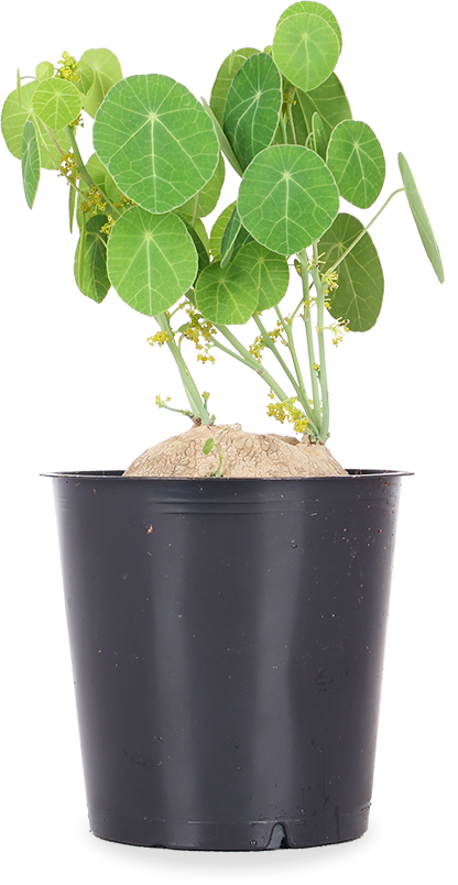 Stephania erecta (Mondsamenpflanze)