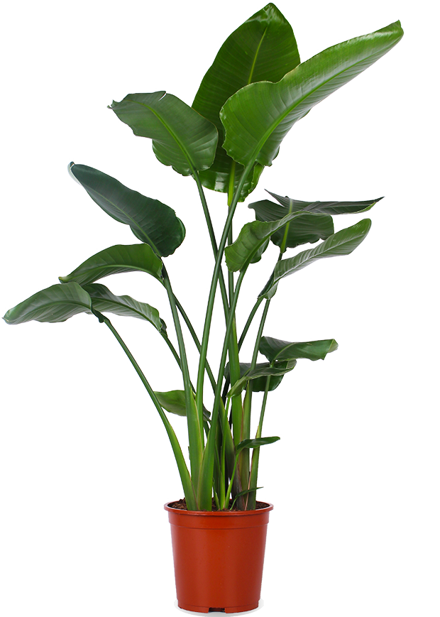 Strelitzia nicolai (Paradiesvogelblume) (XL)