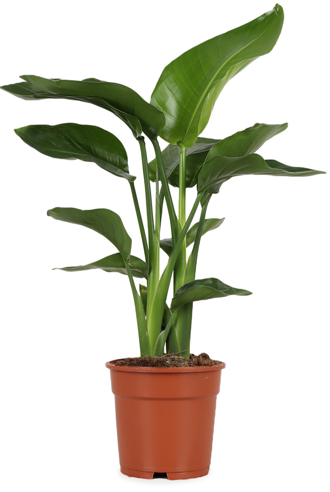 Strelitzia nicolai (Paradiesvogelblume) (M)