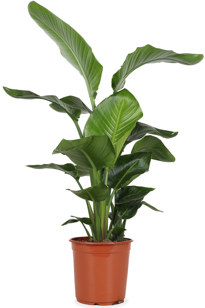 Strelitzia nicolai (Paradiesvogelblume) (L)