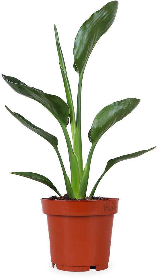 Strelitzia reginae (Papageienblume) (S)